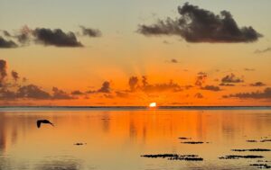 Golden Sunsets